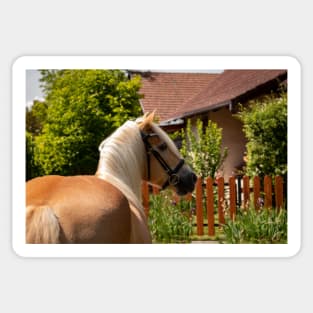 Blonde beauty Haflinger Sticker